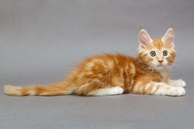 Maine coon – co warto wiedzieć o tej rasie?