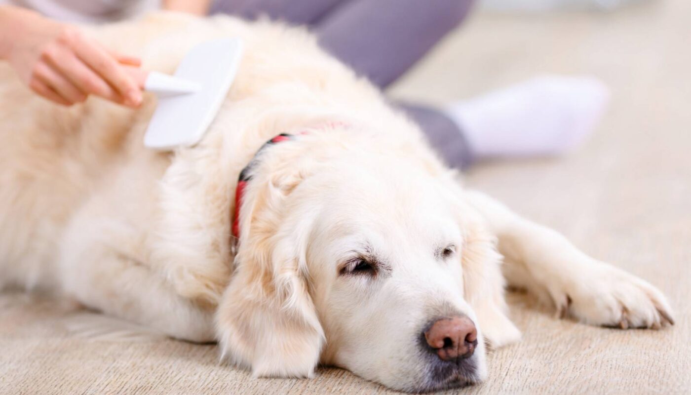 Kobieta czesze psa leżącego na podłodze