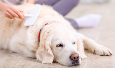 Kobieta czesze psa leżącego na podłodze